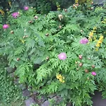 Gemuetliche In Mit Garten Und Grill By Interhome