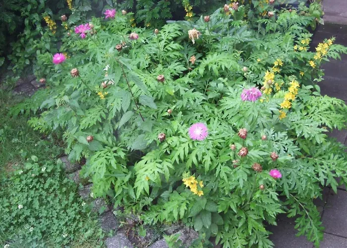 Gemuetliche In Mit Garten Und Grill By Interhome